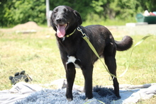 SNOOPY, Hund, Mischlingshund in Hagen - Bild 6