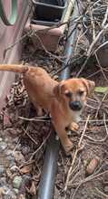 OLEG, Hund, Mischlingshund in Brieselang - Bild 2