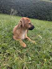 OLEG, Hund, Mischlingshund in Brieselang - Bild 3