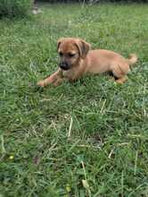 OLEG, Hund, Mischlingshund in Brieselang - Bild 4