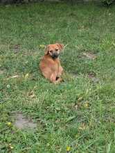 OLEG, Hund, Mischlingshund in Brieselang - Bild 5
