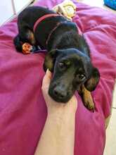 HILDA, Hund, Mischlingshund in Zittau - Bild 1