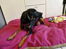 HILDA, Hund, Mischlingshund in Zittau - Bild 2
