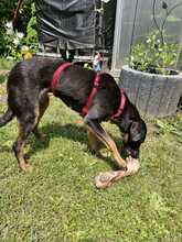 HILDA, Hund, Mischlingshund in Zittau - Bild 3