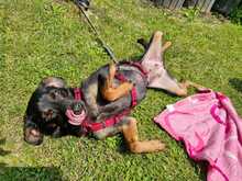 HILDA, Hund, Mischlingshund in Zittau - Bild 4
