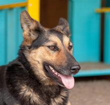 DANA, Hund, Deutscher Schäferhund-Mix in Ukraine - Bild 1
