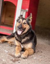 DANA, Hund, Deutscher Schäferhund-Mix in Ukraine - Bild 2
