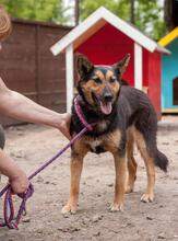 DANA, Hund, Deutscher Schäferhund-Mix in Ukraine - Bild 3