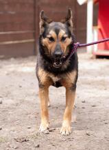 DANA, Hund, Deutscher Schäferhund-Mix in Ukraine - Bild 4