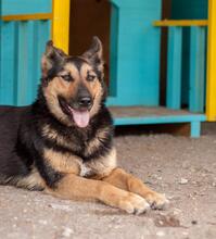 DANA, Hund, Deutscher Schäferhund-Mix in Ukraine - Bild 5