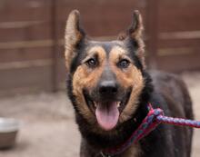 DANA, Hund, Deutscher Schäferhund-Mix in Ukraine - Bild 6