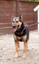 DANA, Hund, Deutscher Schäferhund-Mix in Ukraine - Bild 7