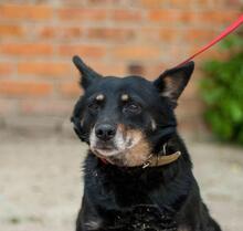 ELZA, Hund, Mischlingshund in Ukraine - Bild 1