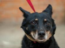 ELZA, Hund, Mischlingshund in Ukraine - Bild 2