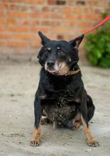 ELZA, Hund, Mischlingshund in Ukraine - Bild 3