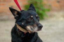 ELZA, Hund, Mischlingshund in Ukraine - Bild 4