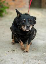 ELZA, Hund, Mischlingshund in Ukraine - Bild 5