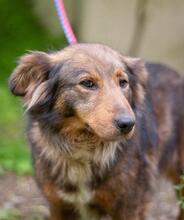 MIRANDA, Hund, Mischlingshund in Ukraine - Bild 1