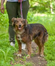 MIRANDA, Hund, Mischlingshund in Ukraine - Bild 2