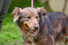 MIRANDA, Hund, Mischlingshund in Ukraine - Bild 4