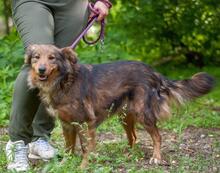 MIRANDA, Hund, Mischlingshund in Ukraine - Bild 5