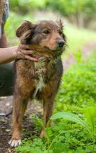 MIRANDA, Hund, Mischlingshund in Ukraine - Bild 6