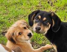 KUNA, Hund, Mischlingshund in Barßel - Bild 2