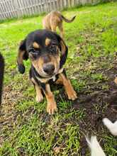KUNA, Hund, Mischlingshund in Barßel - Bild 3
