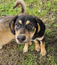 KUNA, Hund, Mischlingshund in Barßel - Bild 4