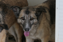 AMBER, Hund, Deutscher Schäferhund-Mix in Italien - Bild 1
