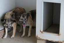 AMBER, Hund, Deutscher Schäferhund-Mix in Italien - Bild 10