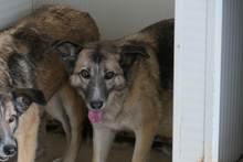 AMBER, Hund, Deutscher Schäferhund-Mix in Italien - Bild 11