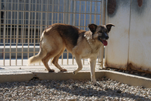 AMBER, Hund, Deutscher Schäferhund-Mix in Italien - Bild 2