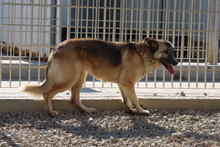 AMBER, Hund, Deutscher Schäferhund-Mix in Italien - Bild 3