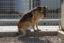 AMBER, Hund, Deutscher Schäferhund-Mix in Italien - Bild 4