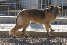 AMBER, Hund, Deutscher Schäferhund-Mix in Italien - Bild 5