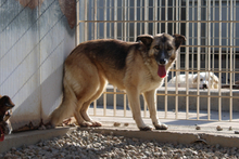 AMBER, Hund, Deutscher Schäferhund-Mix in Italien - Bild 7