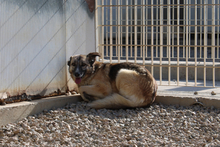 AMBER, Hund, Deutscher Schäferhund-Mix in Italien - Bild 8