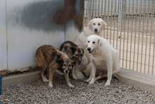 AMBER, Hund, Deutscher Schäferhund-Mix in Italien - Bild 9