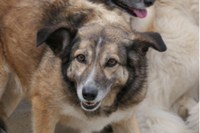 AMBRA, Hund, Deutscher Schäferhund-Mix in Italien - Bild 1