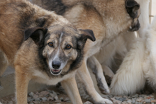 AMBRA, Hund, Deutscher Schäferhund-Mix in Italien - Bild 10
