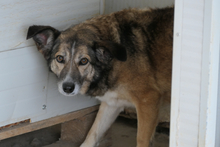 AMBRA, Hund, Deutscher Schäferhund-Mix in Italien - Bild 11