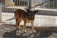 AMBRA, Hund, Deutscher Schäferhund-Mix in Italien - Bild 2