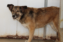 AMBRA, Hund, Deutscher Schäferhund-Mix in Italien - Bild 3
