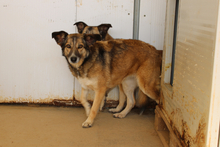 AMBRA, Hund, Deutscher Schäferhund-Mix in Italien - Bild 4