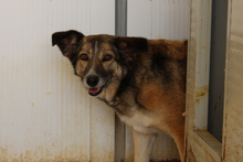 AMBRA, Hund, Deutscher Schäferhund-Mix in Italien - Bild 5