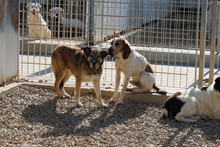 AMBRA, Hund, Deutscher Schäferhund-Mix in Italien - Bild 6