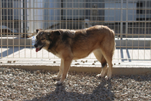 AMBRA, Hund, Deutscher Schäferhund-Mix in Italien - Bild 7