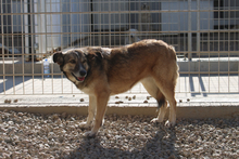 AMBRA, Hund, Deutscher Schäferhund-Mix in Italien - Bild 8