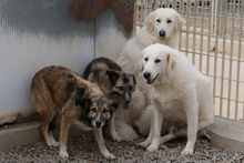 AMBRA, Hund, Deutscher Schäferhund-Mix in Italien - Bild 9